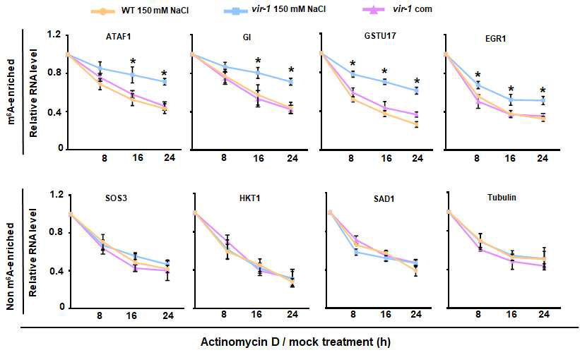 m6A writer vir-1 mutant에서 고염분 스트레스 조절자의 RNA stability 변화