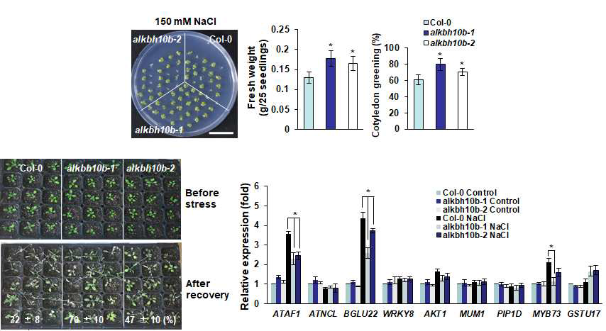 m6A RNA eraser alkbh10b mutant의 고염분 스트레스 내성 표현형