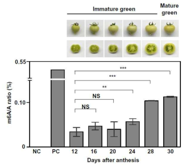 토마토 과실 발달 단계별 RNA 메틸화 수준 변화