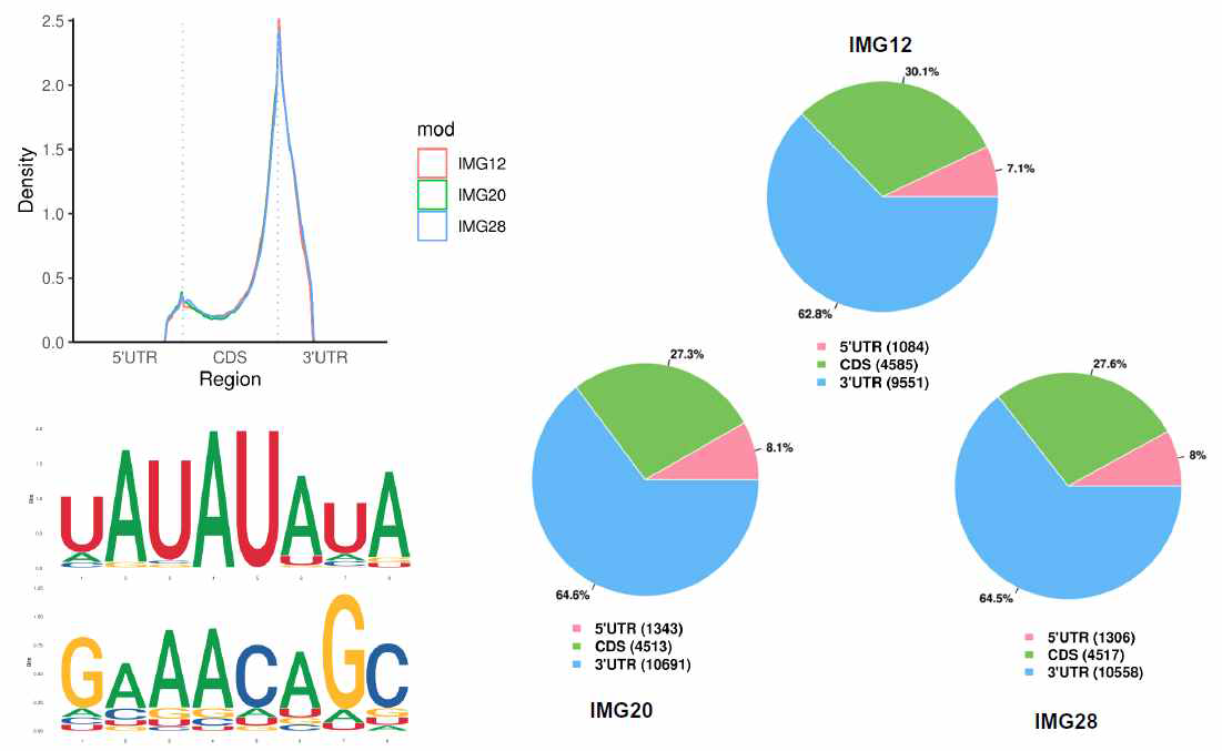 Met-IP-RNA-seq을 통한 토마토 과실 발달 단계별 m6A RNA 메틸화 양상 변화