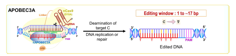 APOBEC3A BE 개념도