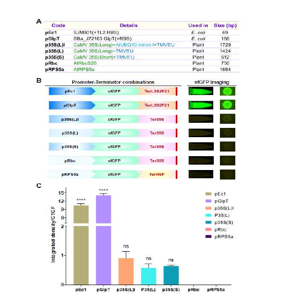 Screening of different promoters to evaluate the protein expression activities