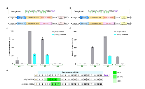 Adenine base editor ABE8e efficiently converts A•T to G•C in E. coli cells. a. Nucleotide sequence of Test gRNA1 (underlined in black) showing available adenine (A) residues (green) and schematic diagram of designed ABE8e plasmid vectors. b. Test gRNA2 sequence (highlighted with underline) with available As and graphical representation of designed ABE8e plasmid vectors. c and d. The A•T to G•C conversion efficiencies of ABE8e driven by pGlpT and p35S(L)I promoters in the target region for Test gRNA1 (c) and Test gRNA2 (d). The graph bar shows the mean of percentage values, and error bars indicate standard error of the mean (mean ±s.e.m.) of four independent biological replicates. Dots indicate the individual biological replicates. e. Summary of A•T to G•C editing windows of tested gRNAs for ABE8e