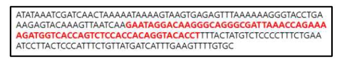 BN85 계통에서 SlMLO1 유전자의 85bp deletion을 유도한 유전자 부위 의 flanking sequence