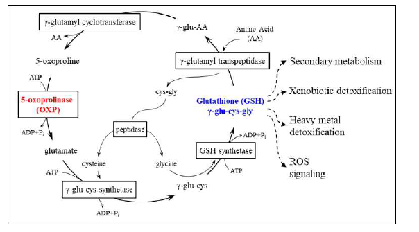 5-oxoproline 기능 및 γ-glutamyl cycle에서의 역할 모델. 5-oxoprolinase (OXP)는 5-oxoproline를 glutamate로 전환시키는 효소로서 glutathione (GSH) level을 유지하는 γ-glutamyl cycle과 연결되어 있다. 통상 γ-glutamyl cyclotransferase 및 OXP 결핍은 GSH level 증가, γ-glu-cys synthetase 및 GSH synthetase 결핍은 GSH level 감소를 유도할 수 있다. 그리고 GSH는 식물에서 xenobiotic 및 중금속 등을 detoxification 시키는 역할을 하는 것으로 알려져 있다