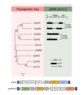모용체 발달 유전자인 Sol970을 이용한 phylogenetic tree 및 모용체 발달 후보 유전자의 knock-out 형질전환을 위한 guide RNA 벡터 제작