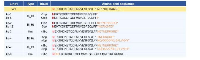 Sol600 single knock-ouT0 형질전환체의 유전형