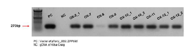 그림 2에서 표시된 PCR primer를 이용하여 Sol990 과발현 형질전환체를 genomic PCR 한 결과의 일부. OX는 형질전환체를 의미함. 테스트한 모든 형질전환체에서 밴드가 확인되어 형질전환체임을 확인함