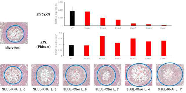 SlJUL-RNAi 형질전환체의 SlJUL, SlAPL 발현량 및 과일 대 절단면 관찰