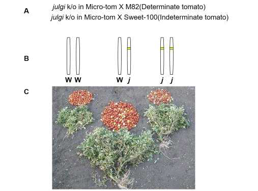 잡종강세 생산성 모델. JULGI 발현 억제 토마토와 야생형 토마토와의 교배조합 (A), Genotype W, Wild-type tomato; j, julgi k/o (B), 교배조합의 토마토 생산량 예상 사진 (C)