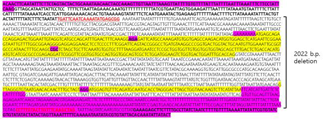 SlJUL null allele 시컨싱 결과. Red: 가이드 RNA, Yellow: Exon, Pink: 5’UTR, 3’UTR, Bold: deletion 안된 부분