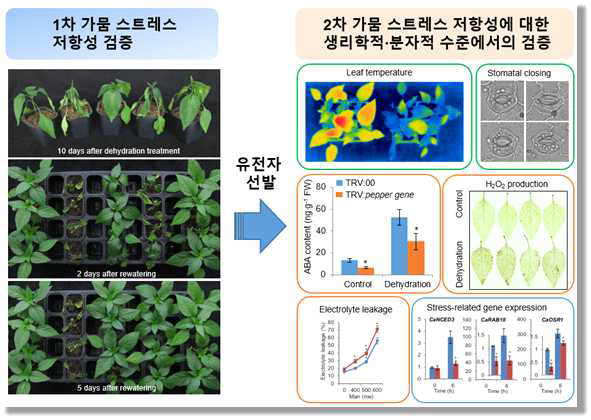 VIGS를 이용한 고추에서의 가뭄 스트레스 저항성 검증