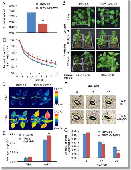 CaSIRF1 유전자 침묵 고추의 가뭄 저 항성 증가