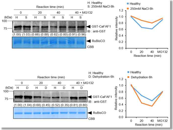 가뭄 및 염 스트레스에 의한 CaFAF1 단 백질 분해 분석
