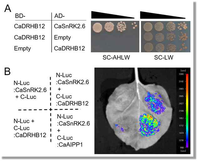 CaDRHB12-CaSnRK2.6 상호작용