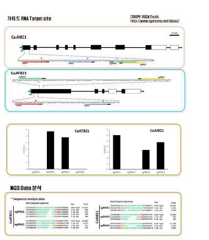 고추 원형질체/RNP 방식으로 Validation 통한 목표 유전자별 최적 sgRNA 선정