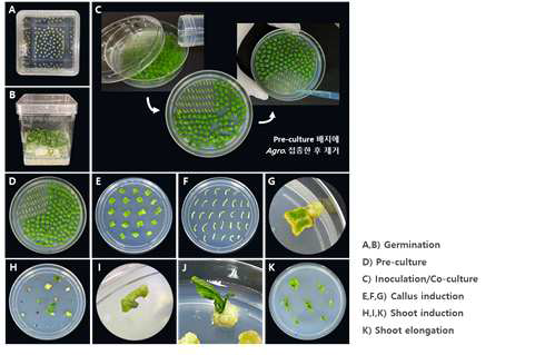 Agrobacterium 매개 고추 형질전환 및 재분화 과정