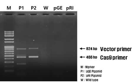 Multiplex PCR 을 통한 고추 형 질전환체의 검증