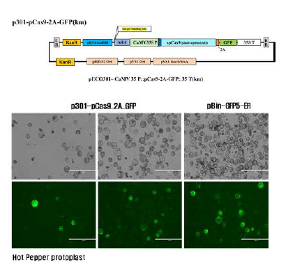 Agrobacterium 형질전환 Cas9_2A_GFP binary 벡터 제작 및 고추 원형질체 내 GFP 발현