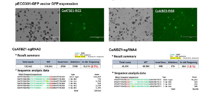 Agrobacterium 형질전환 Cas9_2A_GFP binary 벡터에 sgRNA 발현 카세트를 도 입하고 고추 원형질체 내 목표 유전자 교정 효율 확인