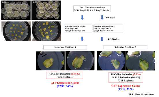 Agro 공동배양 이후 km 저항성 캘러스와 SLS(Shoot like structure) 발생 효율 확인