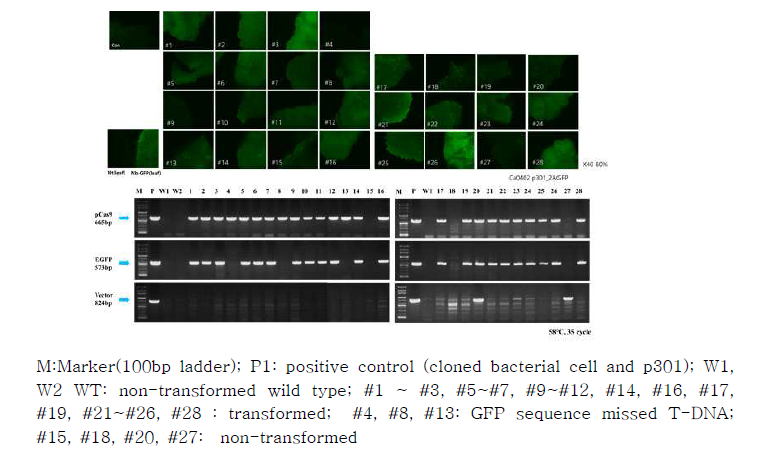 kanamaycin 저항성 캘러스의 GFP 형광 관찰과 PCR 검정