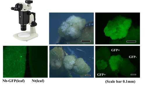 실체 형광현미경에서 형질전환 캘러 스의 GFP 관찰