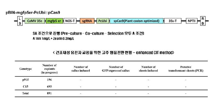 식물에서 GFP 발현과 Cas9 발현 효율이 개선된 벡터와 현재 진행 중인 형질전환 현황표