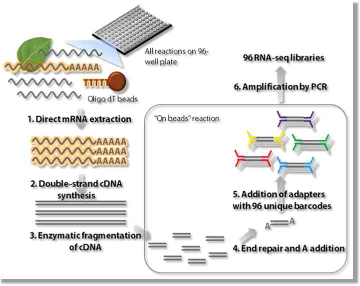 RNA seq