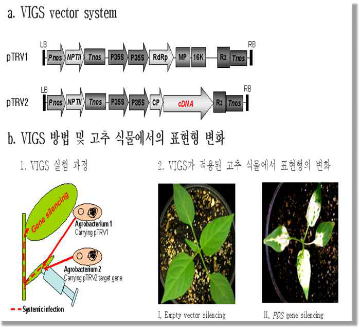 고추의 VIGS system