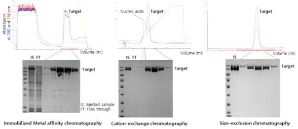 본 연구팀(제2공동연구)이 보유한 고순도 단백질 정제 기술 예시