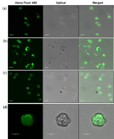 공초점 레이저 주사 현미경 이미지 분석. Dye labeled gCS-SWNT를 소포자와 실온에서 incubation. (a) 3 mg/L SWNT, 6 시간, (b) 6 mg/L SWNT, 6 시간. (c, d) 11 mg/L, 20 시간, scale bar는 10 μm