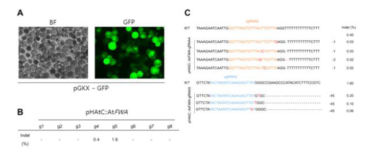 원형질체에 pHAtC 플라스미드 도입 후 FWA 타겟 지역의 Indel 발생 비율