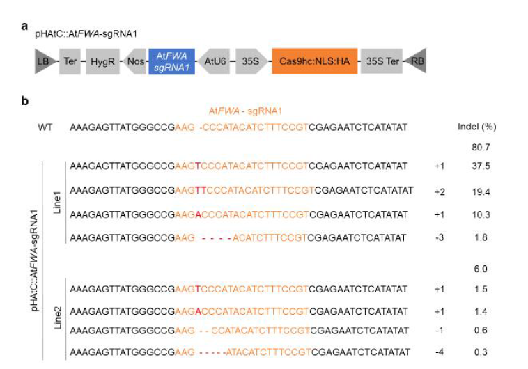 FWAg1를 타겟하는 pHAtC을 도입한 형질전환체에서 해당 지역의 Indel 비율