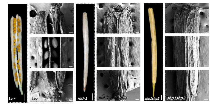 야생형 (Ler)과 돌연변이체(ind-1, shp1shp2)의 애기장대 꼬투리 열개 표현형