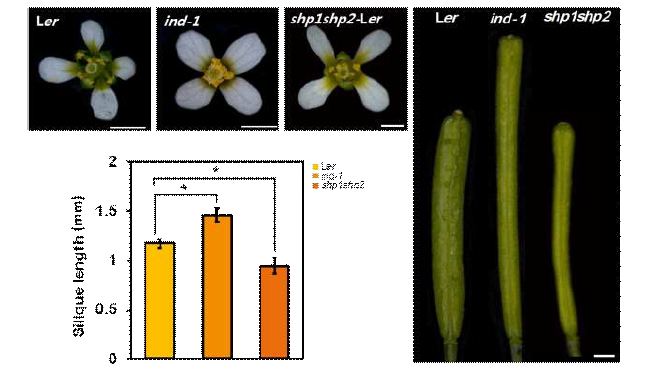 야생형 (Ler)과 돌연변이체(ind-1, shp1shp2)의 꽃의 형태 및 꼬투리 길이 비교