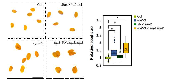 꼬투리 열개 관련 돌연변이체 (shp1shp2)와 종자 크기 관련 돌연변이체 (ap2-6) 및 이의 교배체 (ap2-6 x shp1shp2)의 종자 크기 비교