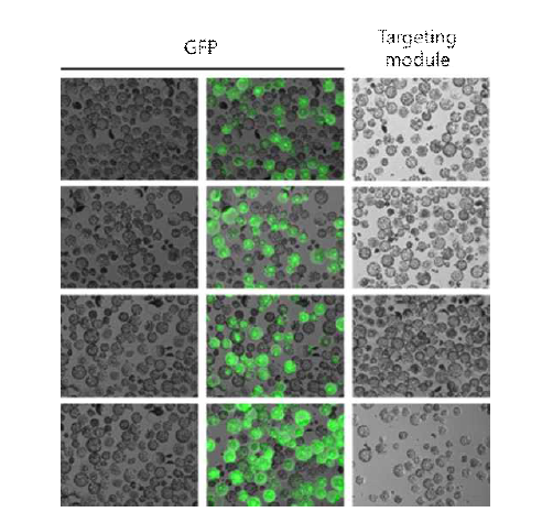 Targeting module의 효율 확인을 위한 transfection