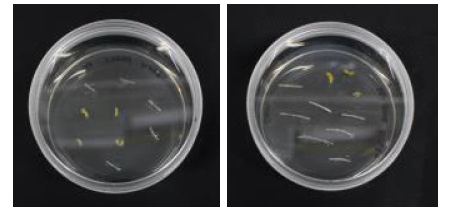 아그로박테리움 감염 후, co-cultivation medium 에 치상한 지부(왼쪽)와 옐로우살손 배추(오른쪽)