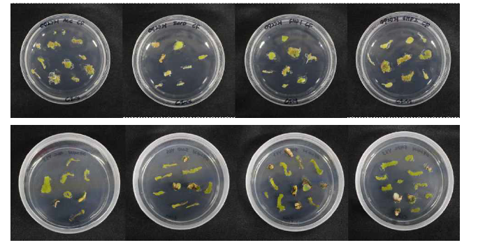 ALC, IND, SHP1, SHP2 유전자를 타겟하는 각각의 형질전환 플라스미드 삽입 후 유도된 지부 (위)와 옐로우 살손 (아래)의 캘러스