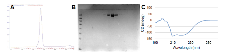 Cas9 유전자가위 생산. (A) 크로마토그램, (B) 전기영동결과, (C) CD 스펙트럼