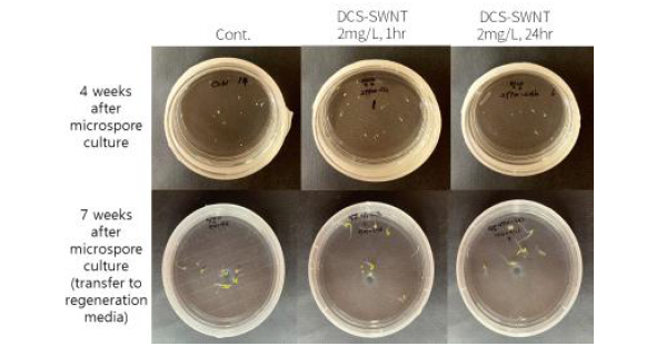 DCS-SWNT 2mg/L 처리시간이 고추 소포자 유래 배발생 및 재분화에 미치는 영향