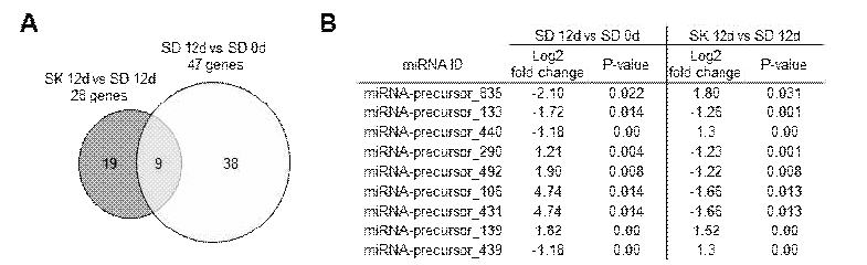 SD와 SK의 miRNA precursor의 DEG 분석