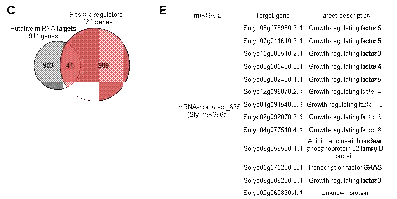 miRNA-precursor 835의 target gene