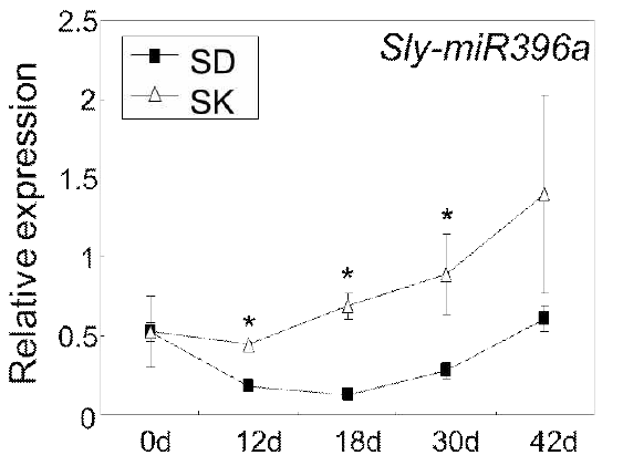 SD와 SK의 Sly-miR396a 발현율