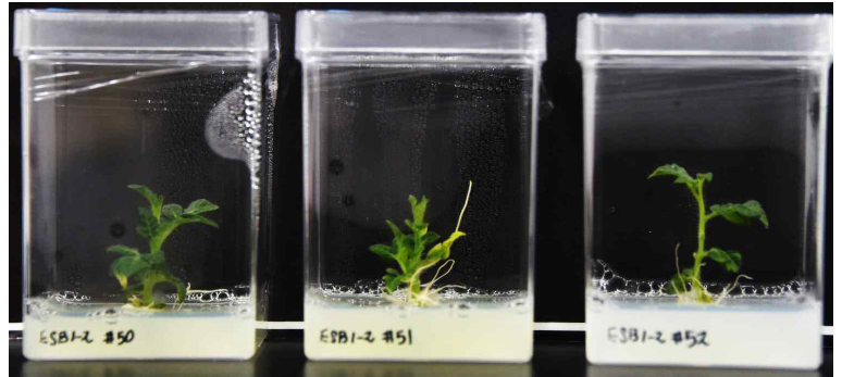 ESB1-2 형질전환 식물체의 대표 사진 (50, 51, 52)