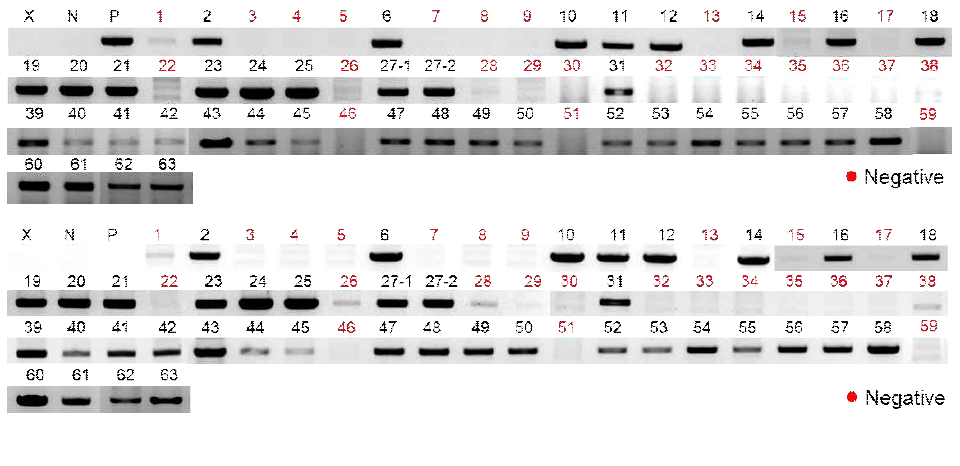 pGWB-U6-gDNA_PL2형질전환체의 genomicDNA PCR을 통한 선발 (상:NPT, 하:Cas9~gRNA)