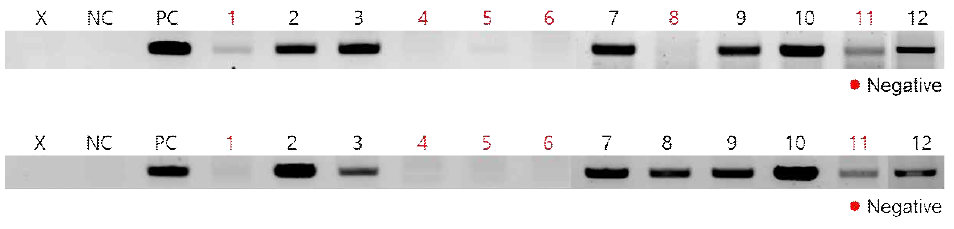 pGWB-U6-gDNA_PL2형질전환체의 genomicDNA PCR을 통한 선발 (상:NPT, 하:Cas9~gRNA)