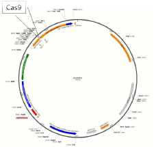 p23001Cas 벡터 모식도