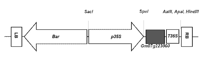 Vector Gm07g223000 construct